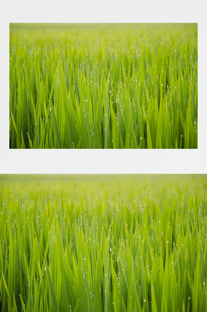 高清自然风景摄影图片稻田稻穗水稻田园风光设计素材