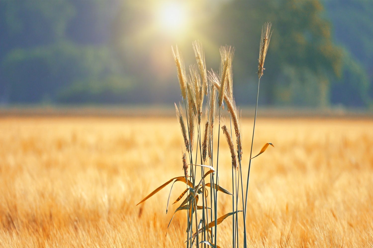 高清自然风景摄影图片稻田稻穗水稻田园风光设计素材 (192)