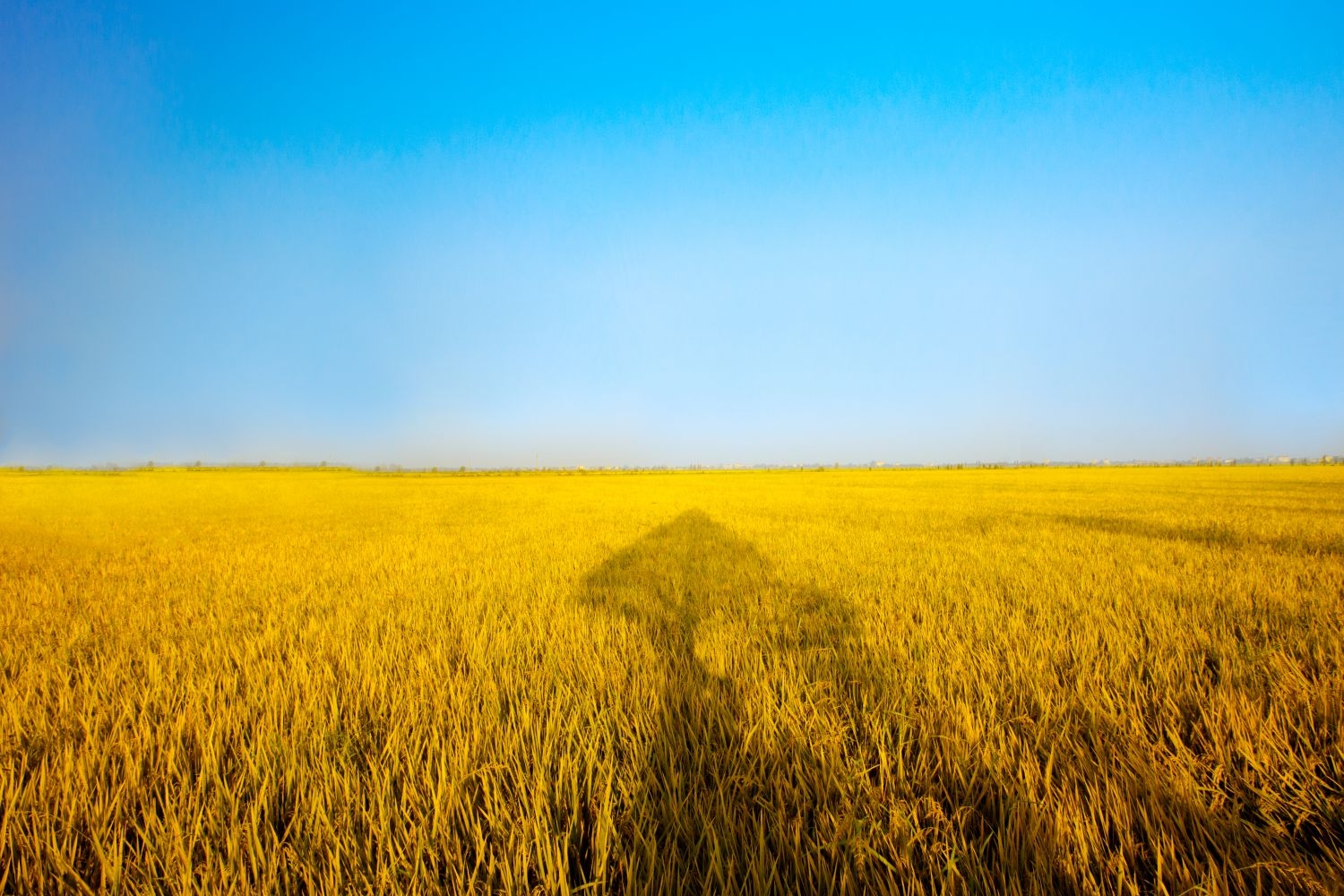 高清自然风景摄影图片稻田稻穗水稻田园风光设计素材 (163)