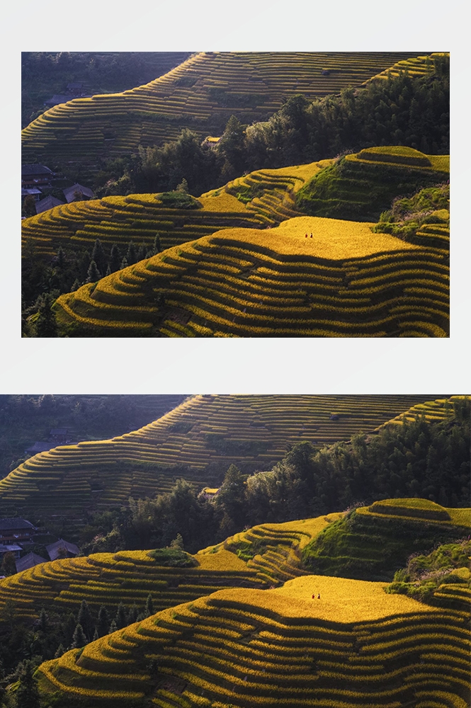 高清自然风景摄影图片稻田稻穗水稻田园风光设计素材