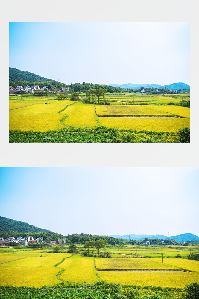 高清自然风景摄影图片稻田稻穗水稻田园风光设计素材