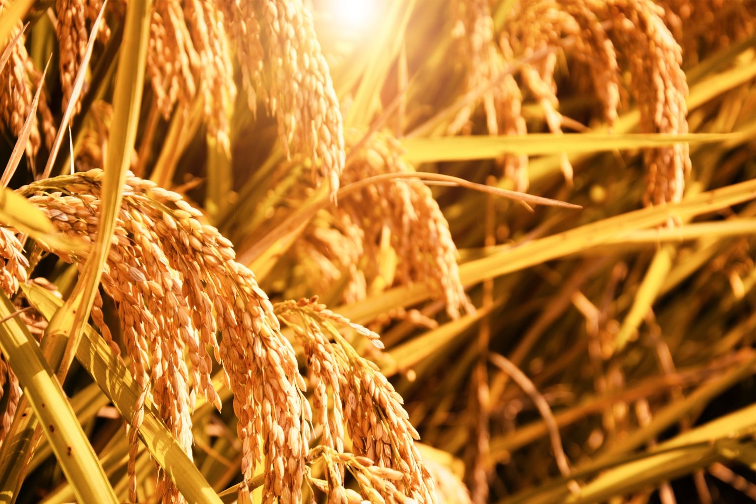 高清自然风景摄影图片稻田稻穗水稻田园风光设计素材 (187)