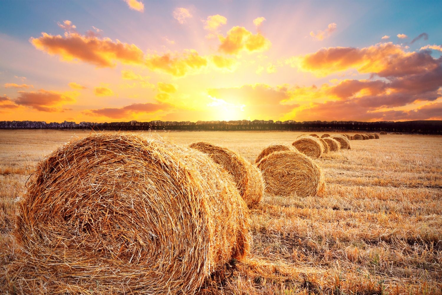 高清自然风景摄影图片稻田稻穗水稻田园风光设计素材 (203)