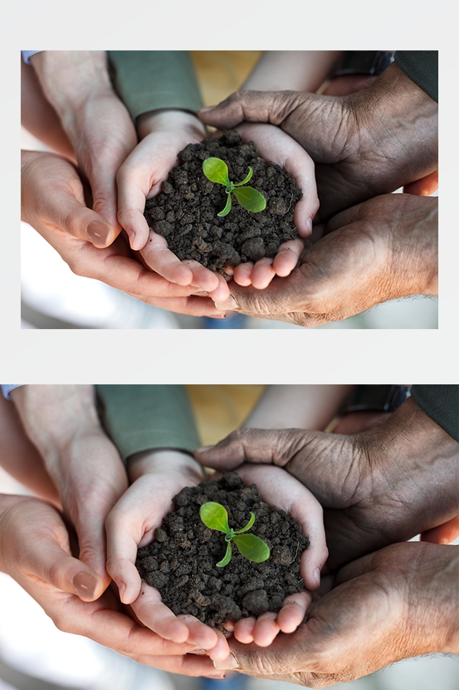 高清自然风景JPG图片幼苗嫩芽嫩叶树苗植物成长 (13)