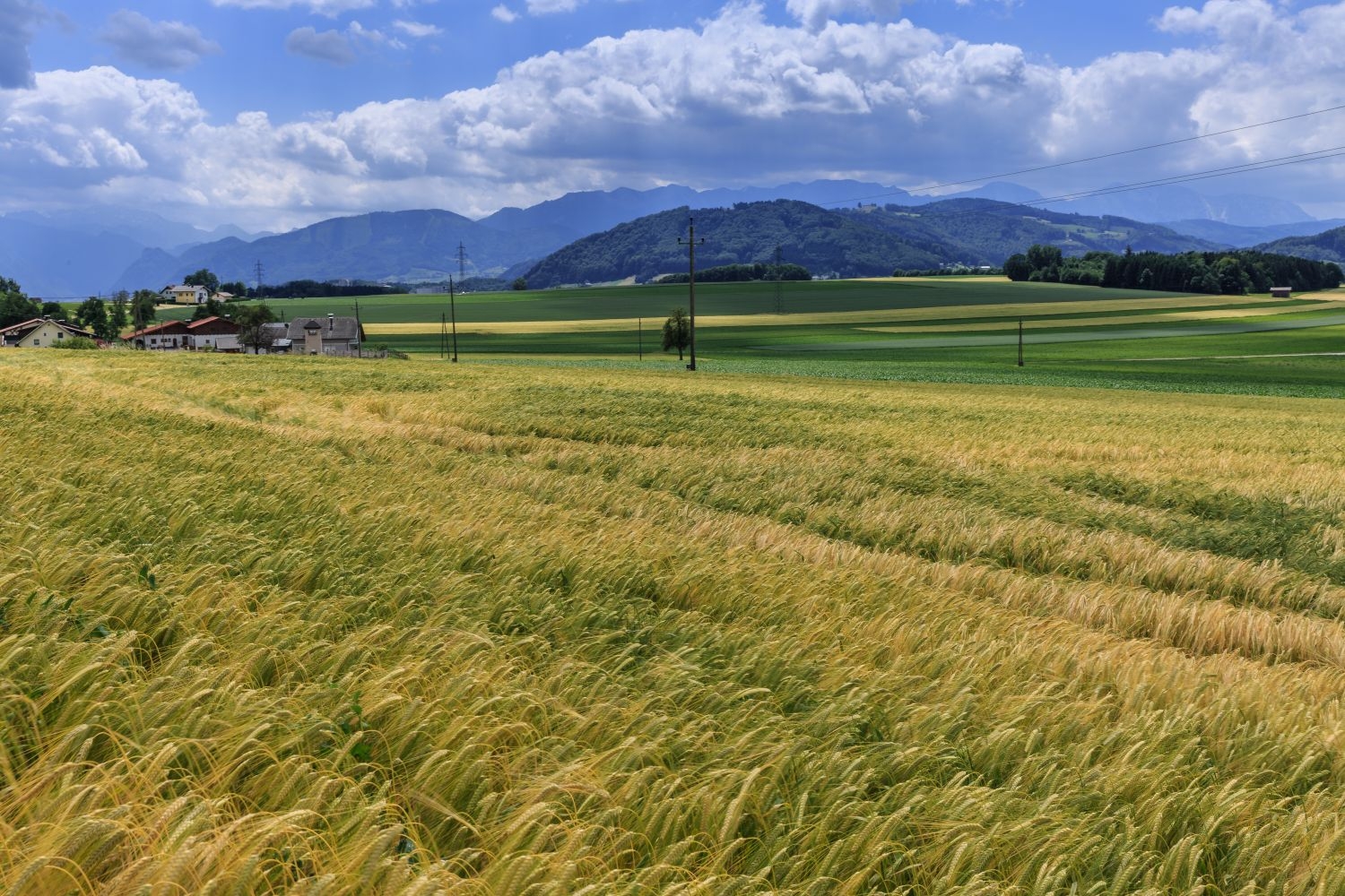 高清自然风景摄影图片稻田稻穗水稻田园风光设计素材 (178)