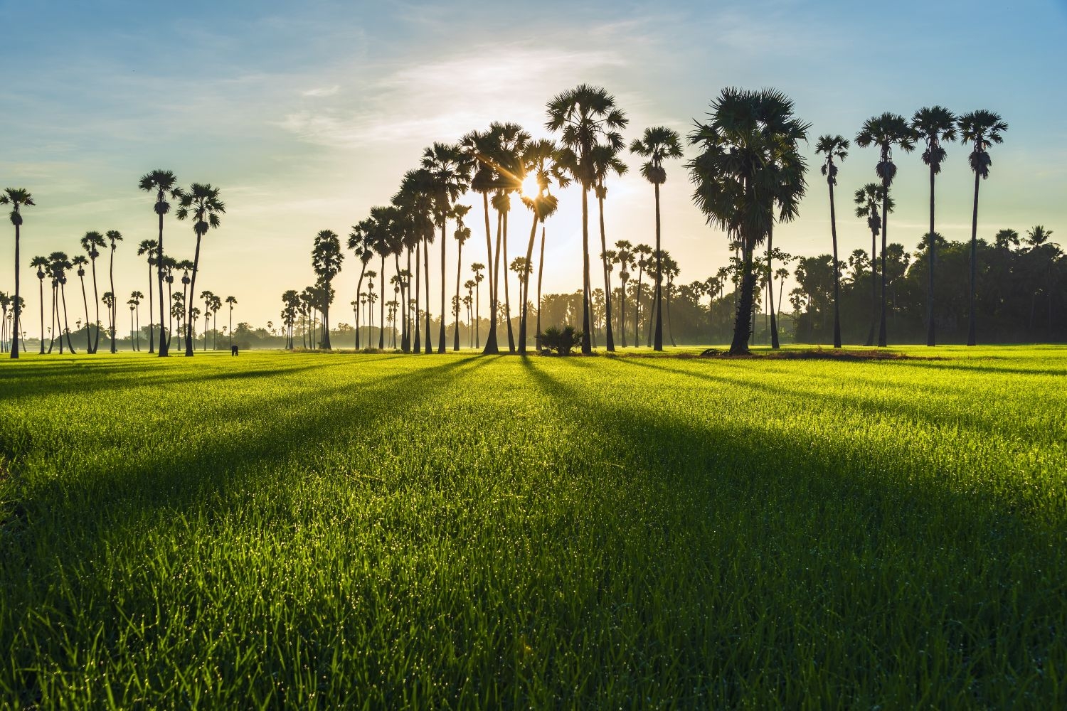 高清自然风景摄影图片稻田稻穗水稻田园风光设计素材 (35)