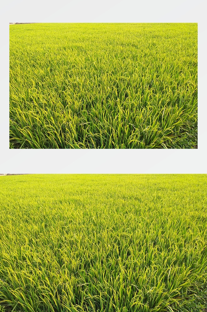 高清自然风景摄影图片稻田稻穗水稻田园风光设计素材