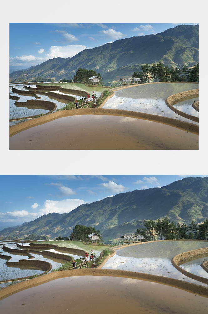 高清自然风景摄影图片稻田稻穗水稻田园风光设计素材
