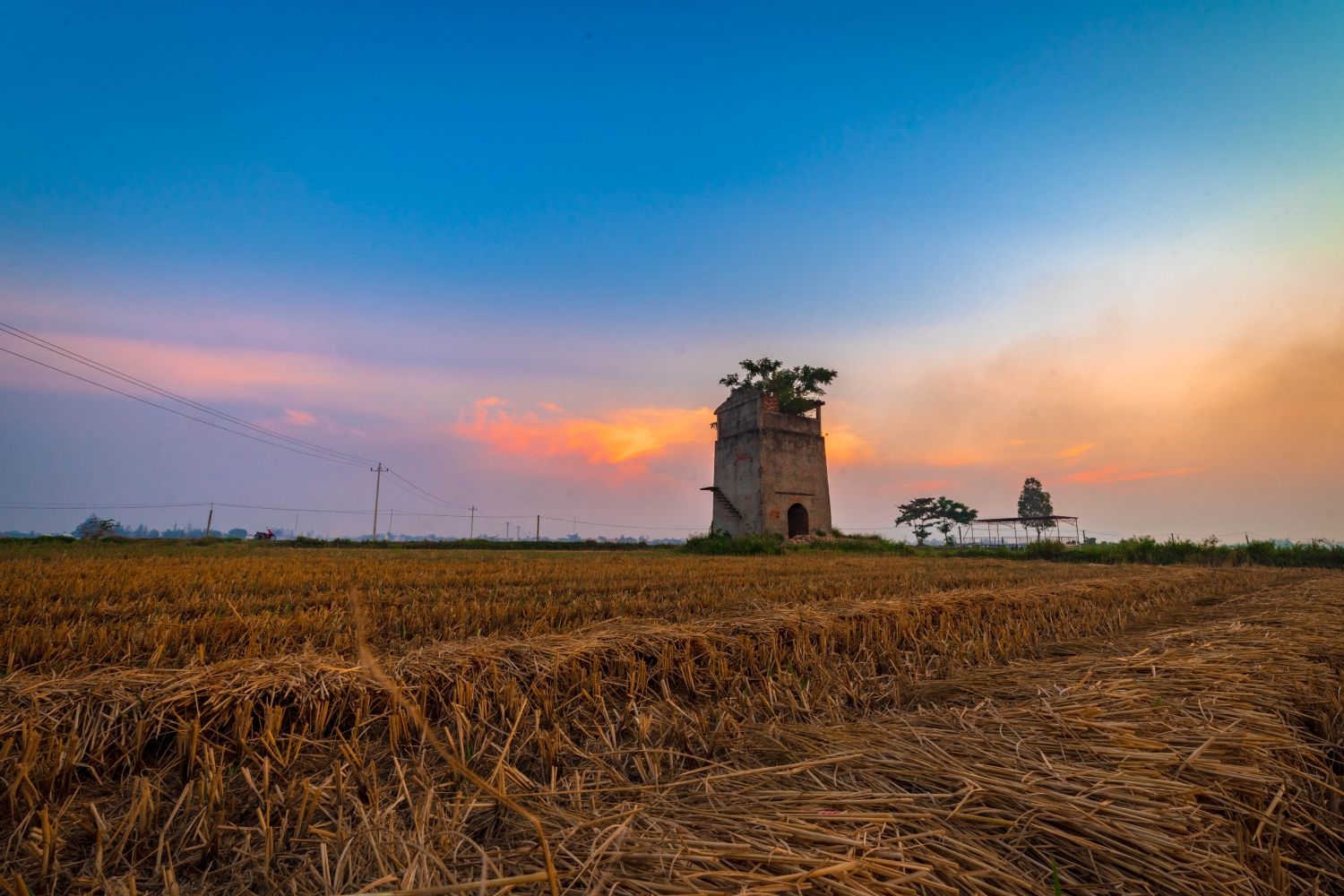 高清自然风景摄影图片稻田稻穗水稻田园风光设计素材 (36)