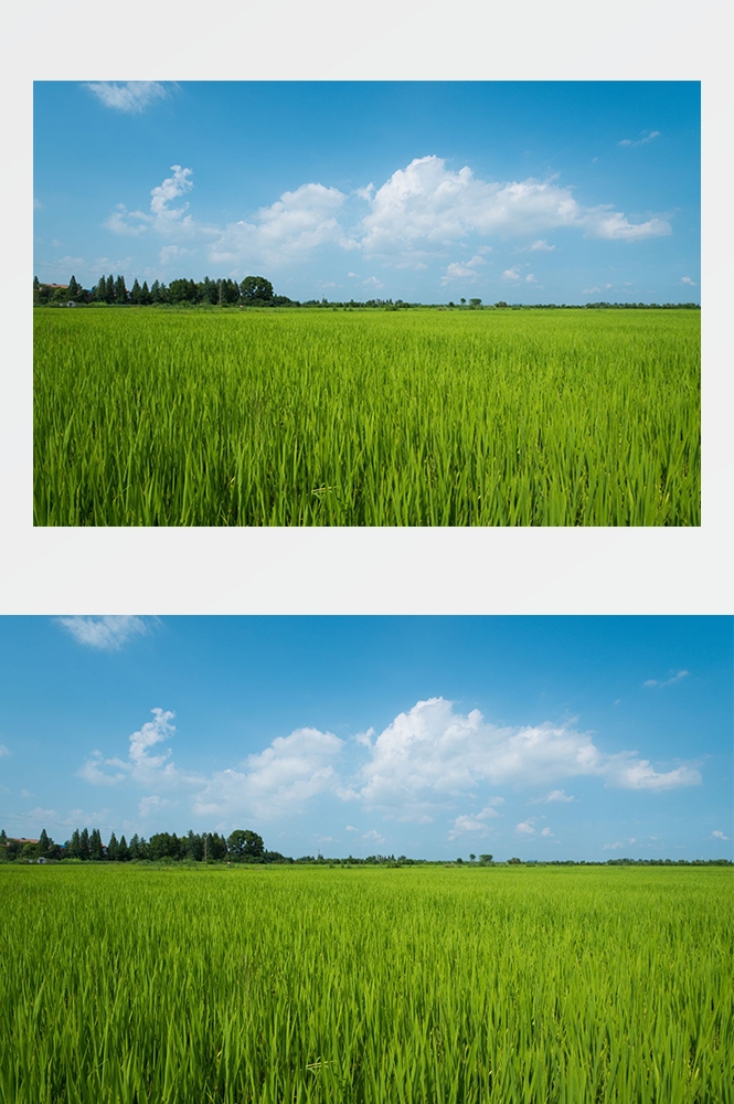 高清自然风景摄影图片稻田稻穗水稻田园风光设计素材