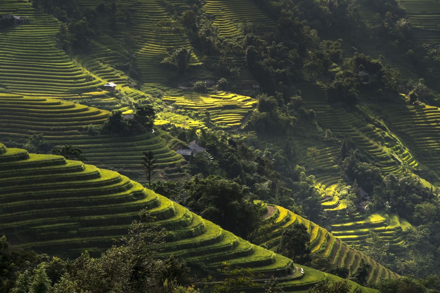 高清自然风景摄影图片稻田稻穗水稻田园风光设计素材 (109)