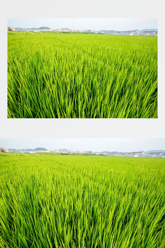 高清自然风景摄影图片稻田稻穗水稻田园风光设计素材