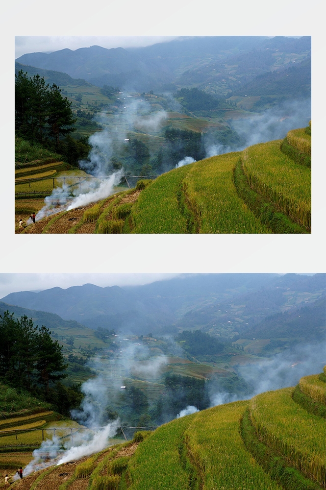高清自然风景摄影图片稻田稻穗水稻田园风光设计素材