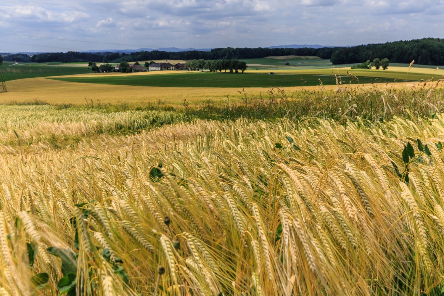 高清自然风景摄影图片稻田稻穗水稻田园风光设计素材 (177)
