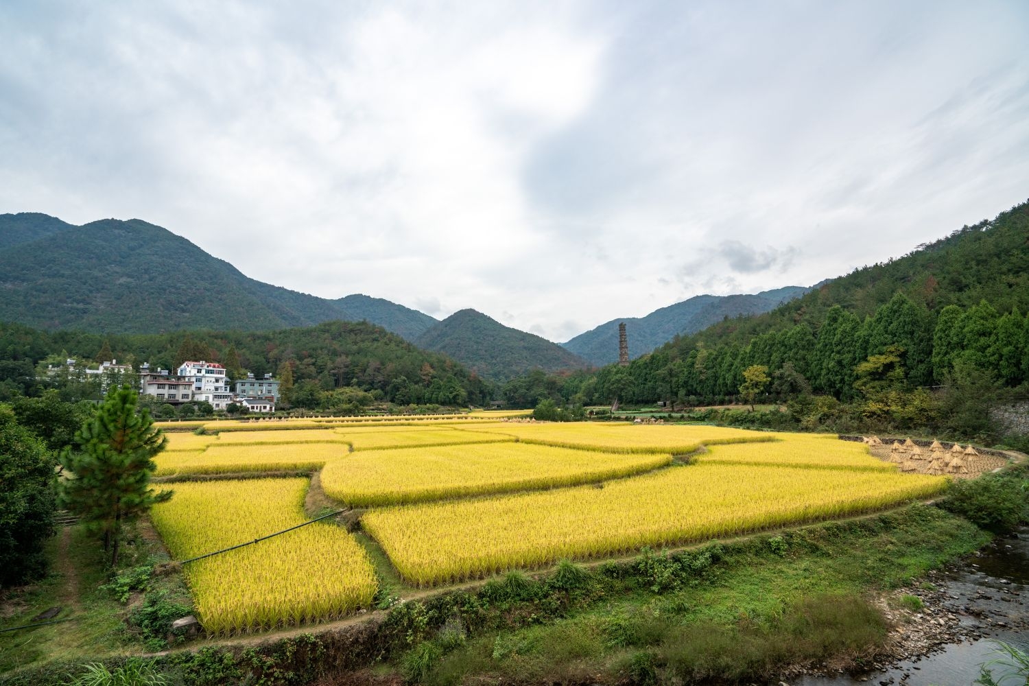 高清自然风景摄影图片稻田稻穗水稻田园风光设计素材 (221)