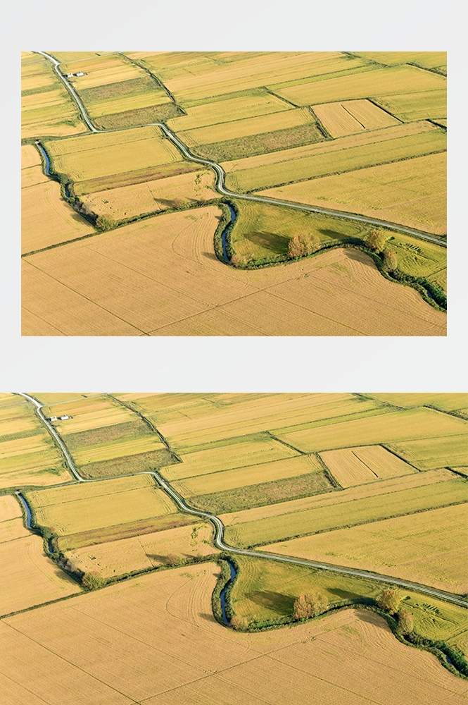 高清自然风景摄影图片稻田稻穗水稻田园风光设计素材