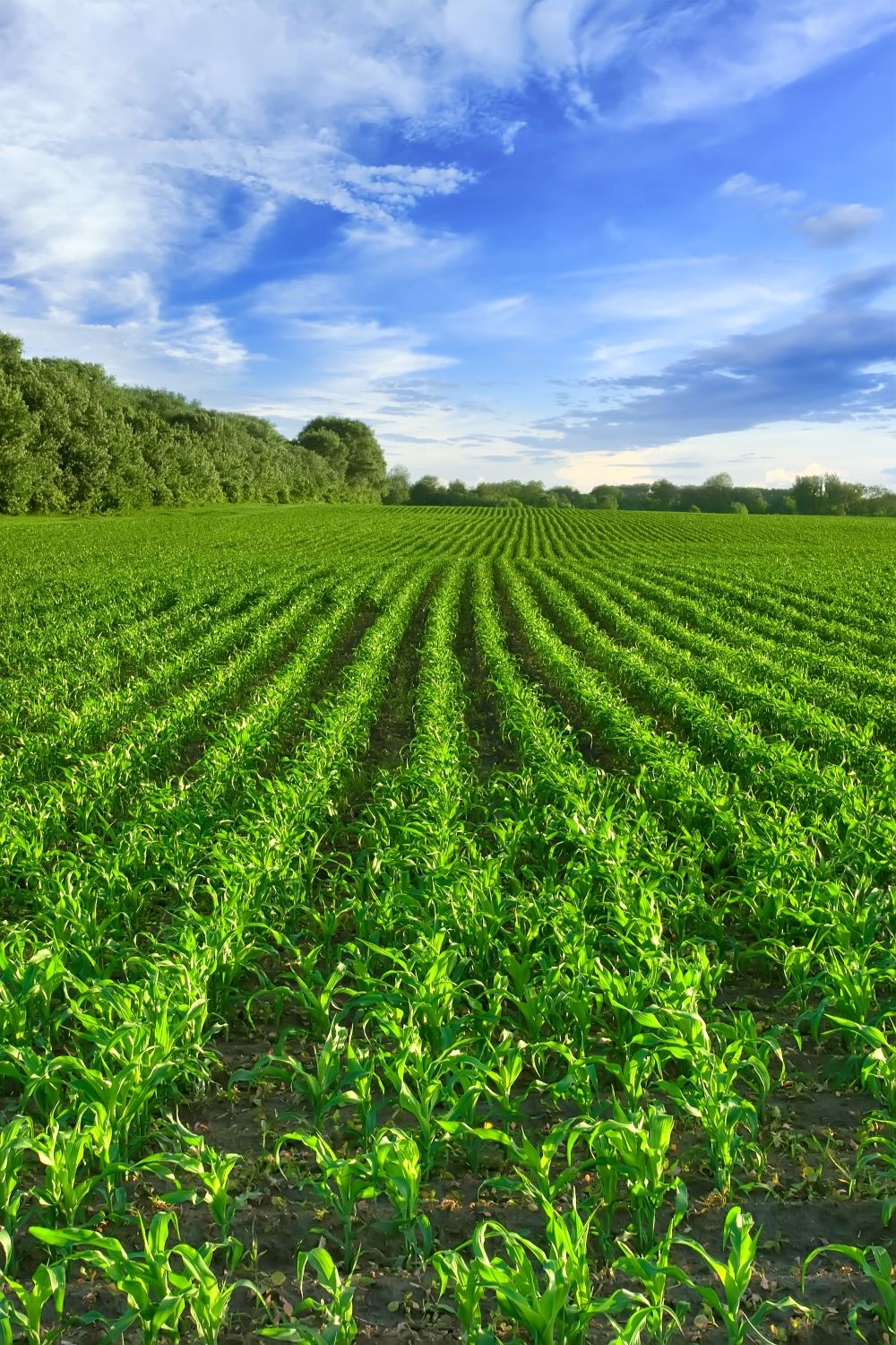 乡村田野风光高清图片 (23)