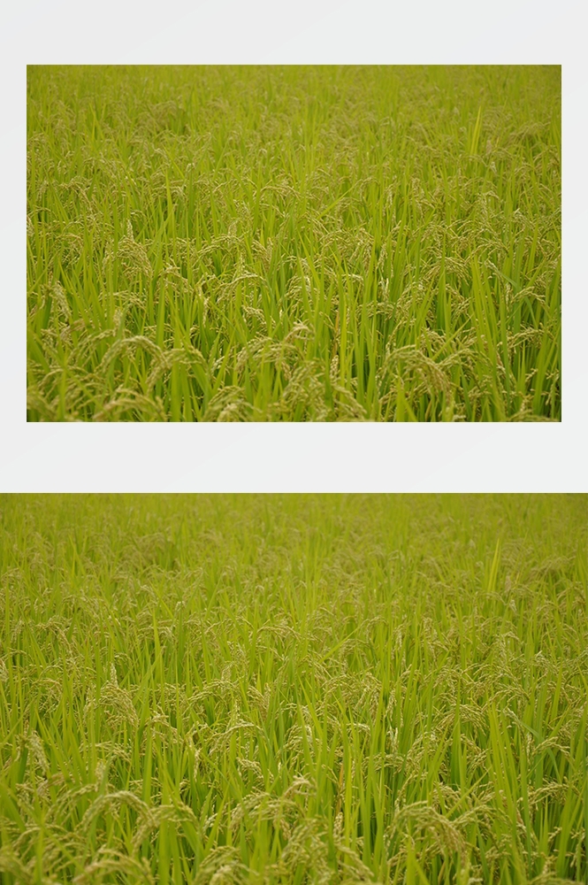 高清自然风景摄影图片稻田稻穗水稻田园风光设计素材 (120)