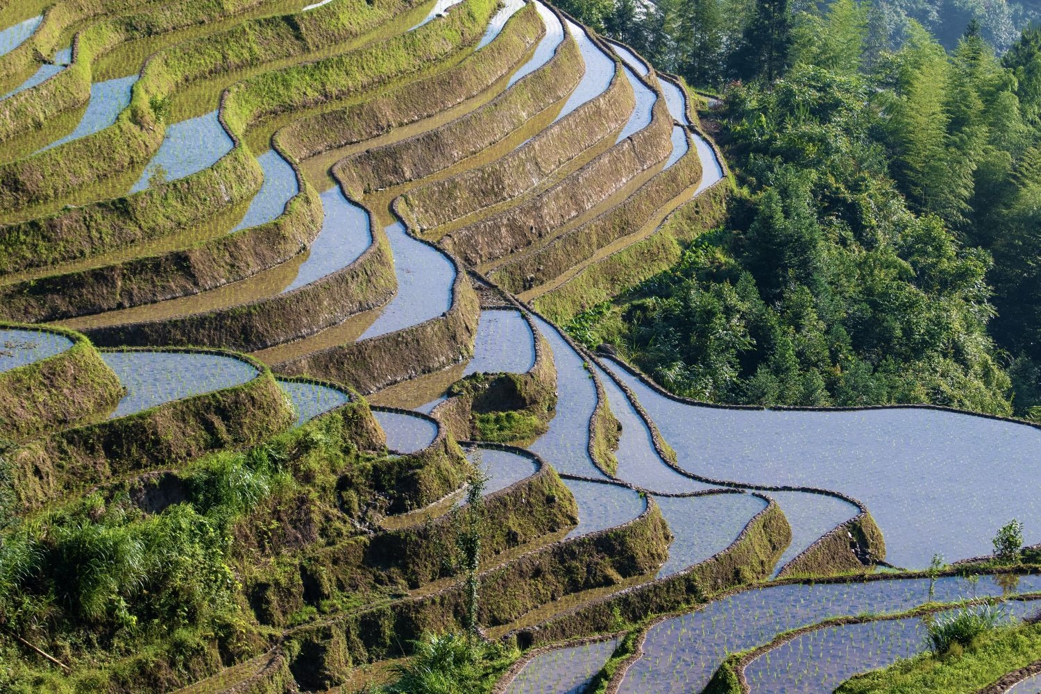 高清自然风景摄影图片稻田稻穗水稻田园风光设计素材 (127)