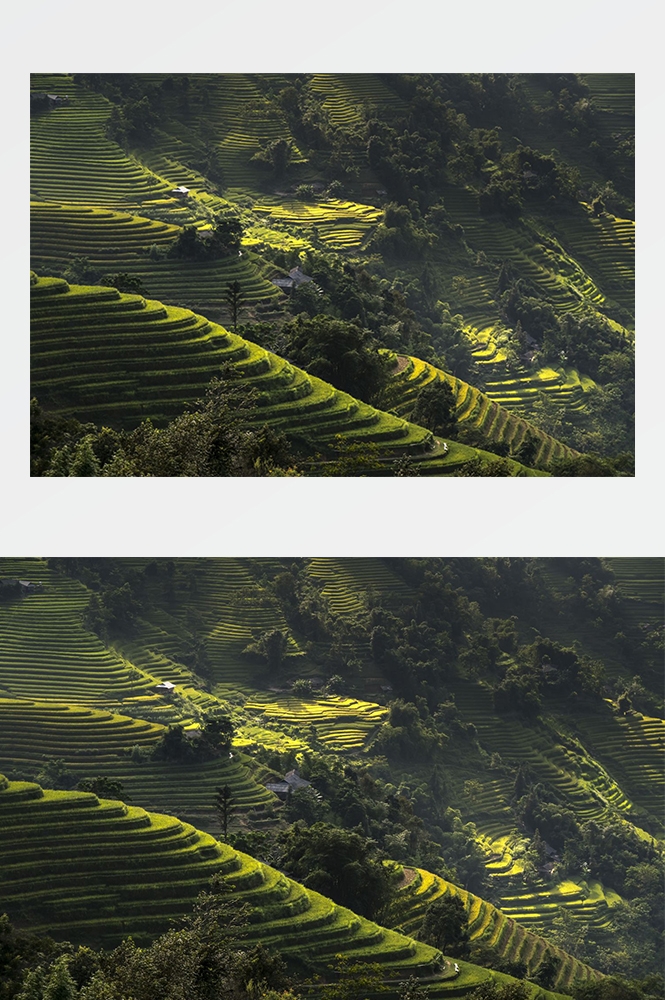 高清自然风景摄影图片稻田稻穗水稻田园风光设计素材