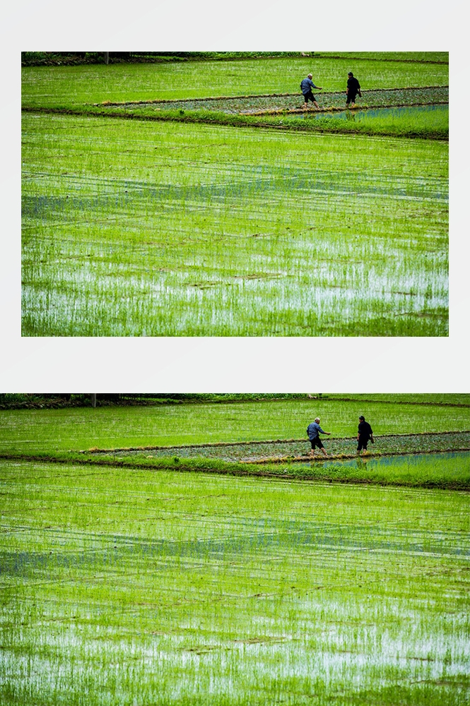 高清自然风景摄影图片稻田稻穗水稻田园风光设计素材