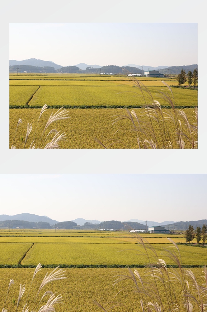 高清自然风景摄影图片稻田稻穗水稻田园风光设计素材