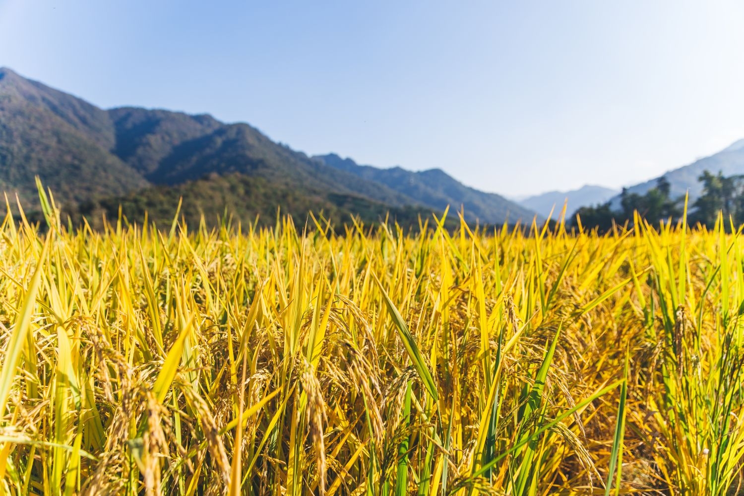 高清自然风景摄影图片稻田稻穗水稻田园风光设计素材 (144)