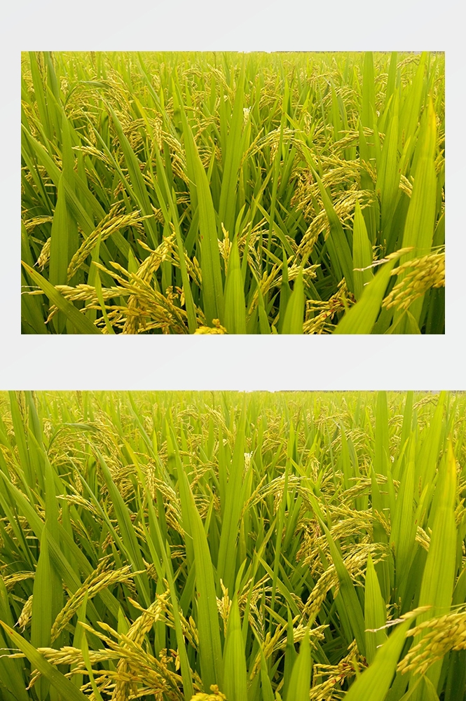 高清自然风景摄影图片稻田稻穗水稻田园风光设计素材