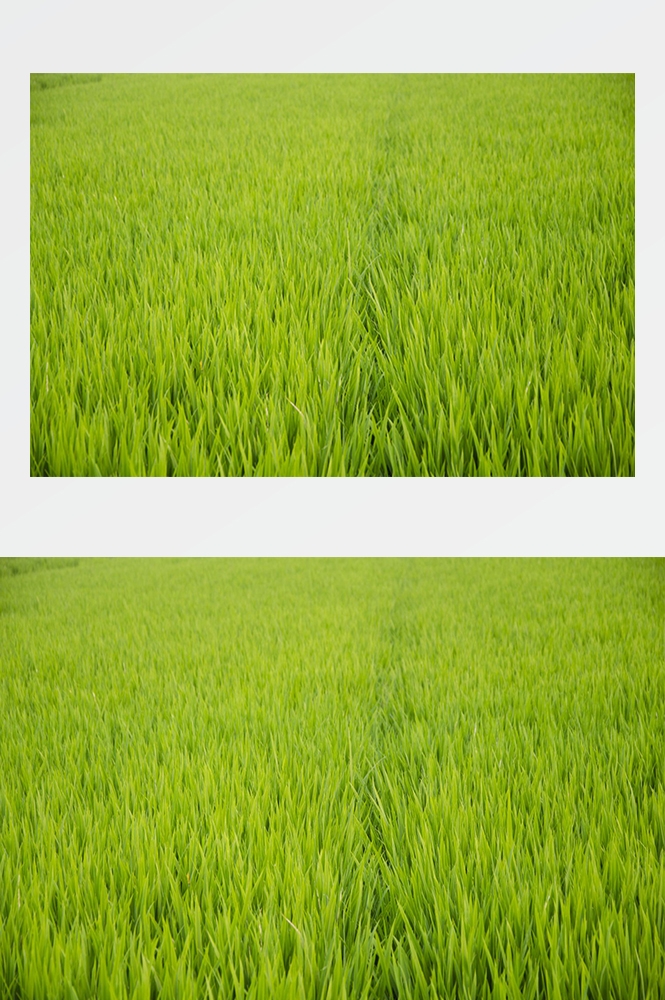高清自然风景摄影图片稻田稻穗水稻田园风光设计素材