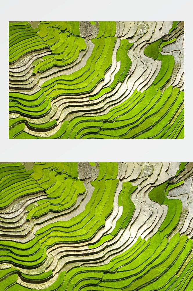 高清自然风景摄影图片稻田稻穗水稻田园风光设计素材