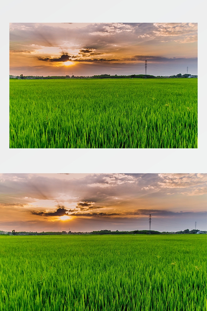 高清自然风景摄影图片稻田稻穗水稻田园风光设计素材