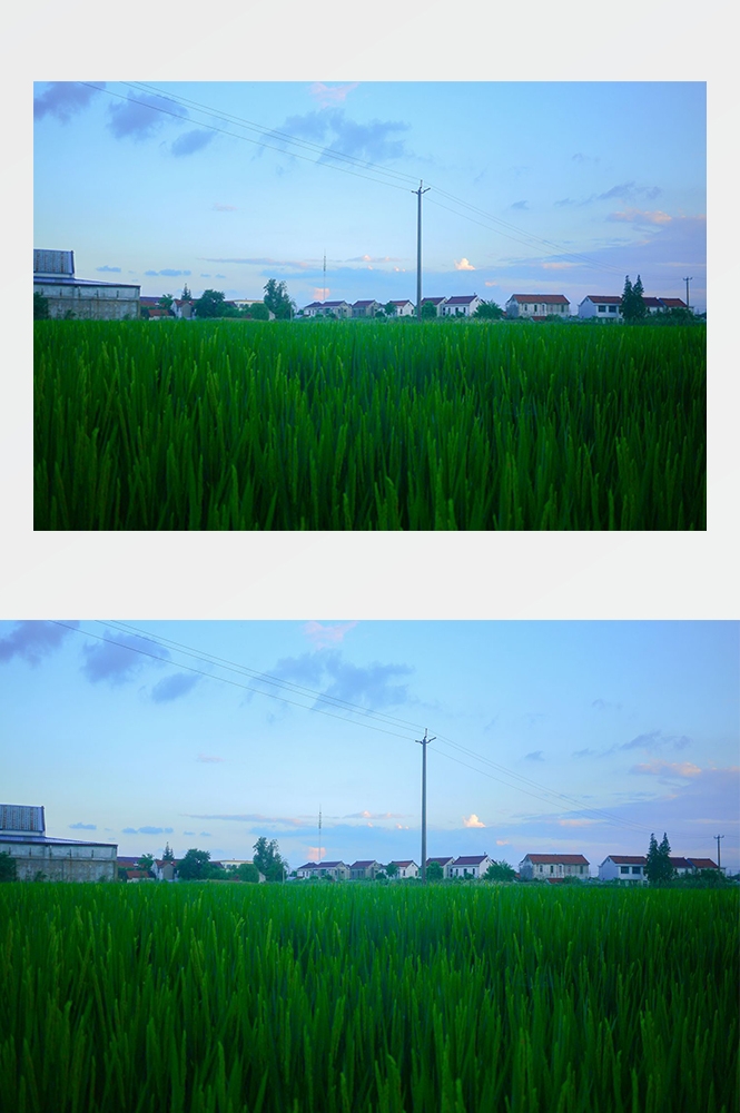 高清自然风景摄影图片稻田稻穗水稻田园风光设计素材