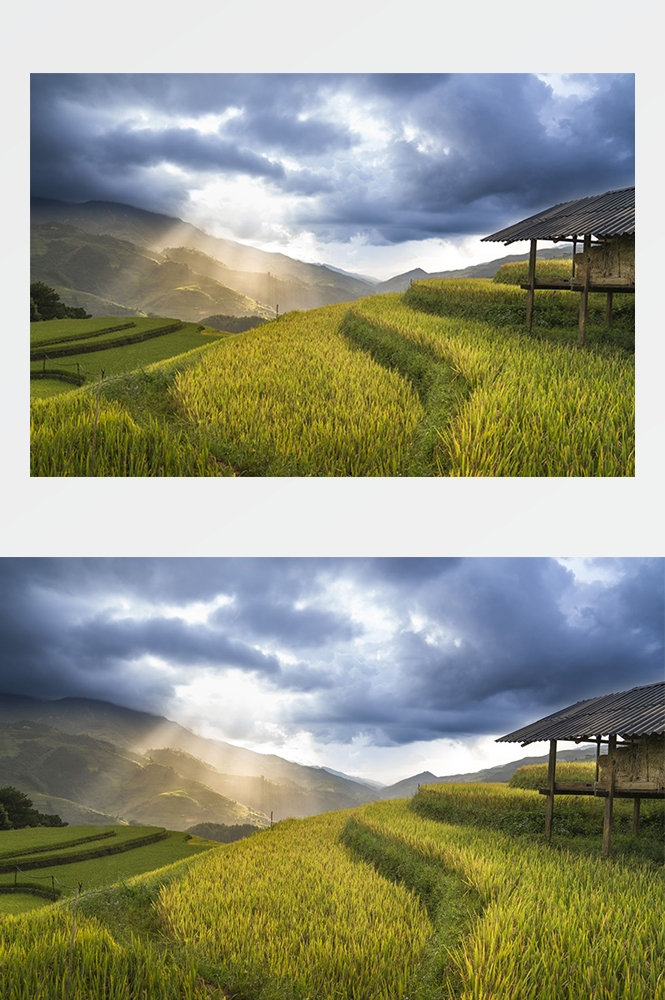 高清自然风景摄影图片稻田稻穗水稻田园风光设计素材