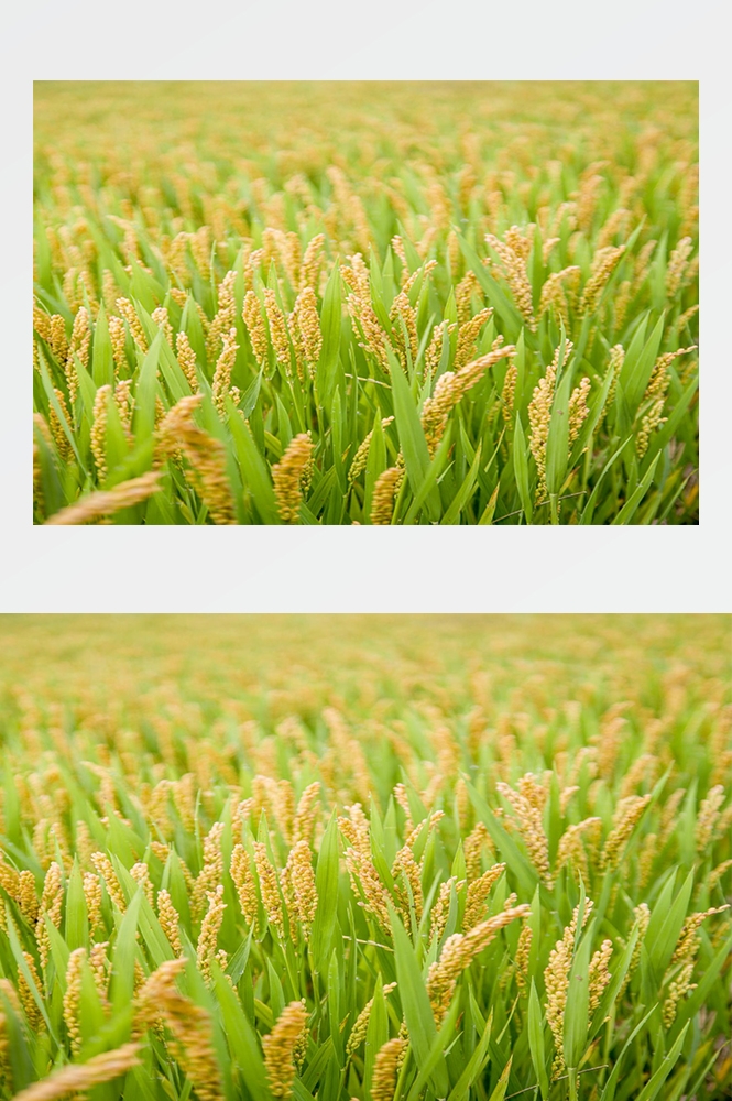 高清自然风景摄影图片稻田稻穗水稻田园风光设计素材
