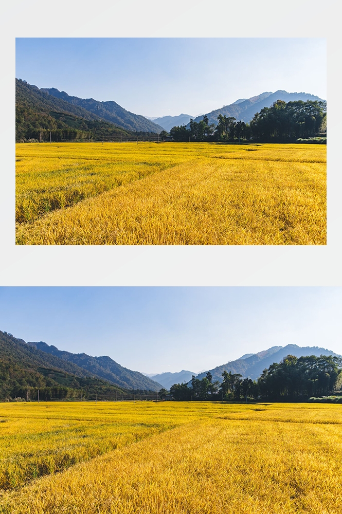 高清自然风景摄影图片稻田稻穗水稻田园风光设计素材