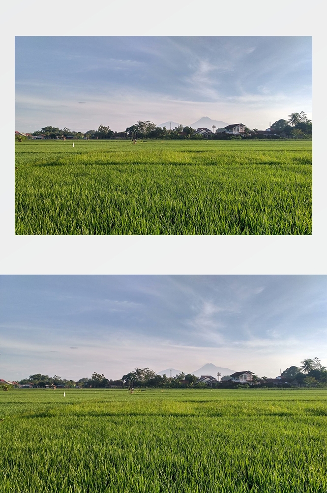 高清自然风景摄影图片稻田稻穗水稻田园风光设计素材