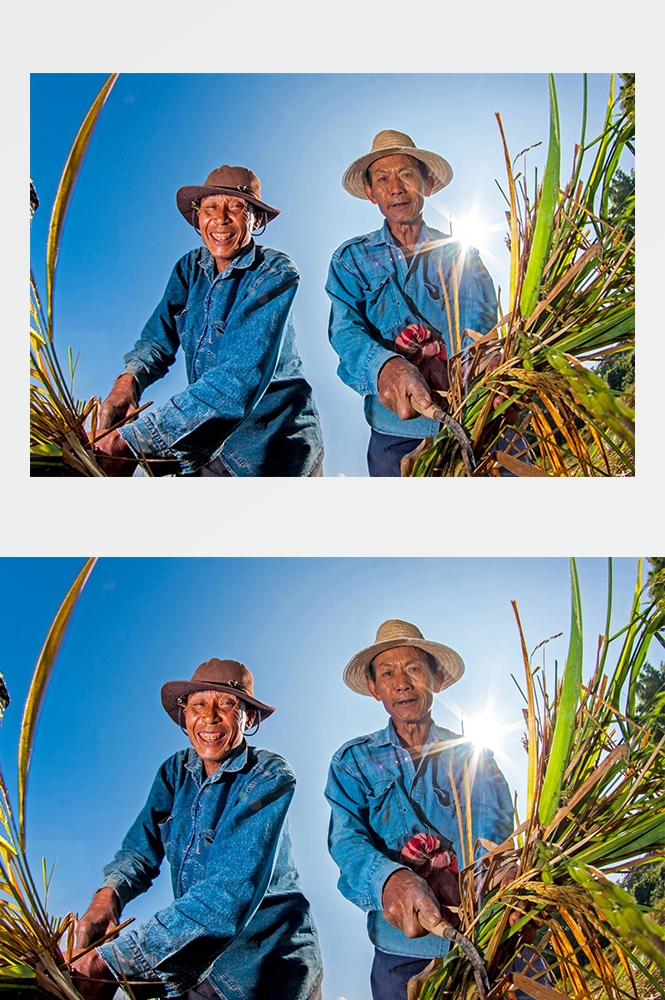 高清自然风景JPG摄影图片稻田稻穗水稻田园风光
