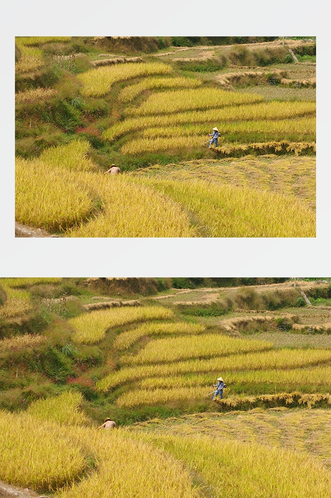 高清自然风景摄影图片稻田稻穗水稻田园风光设计素材