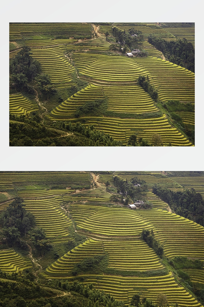 高清自然风景摄影图片稻田稻穗水稻田园风光设计素材