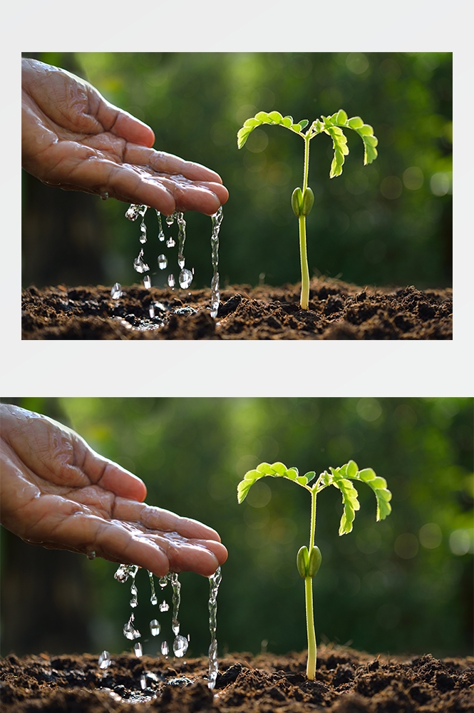 高清自然风景JPG图片幼苗嫩芽嫩叶树苗植物成长