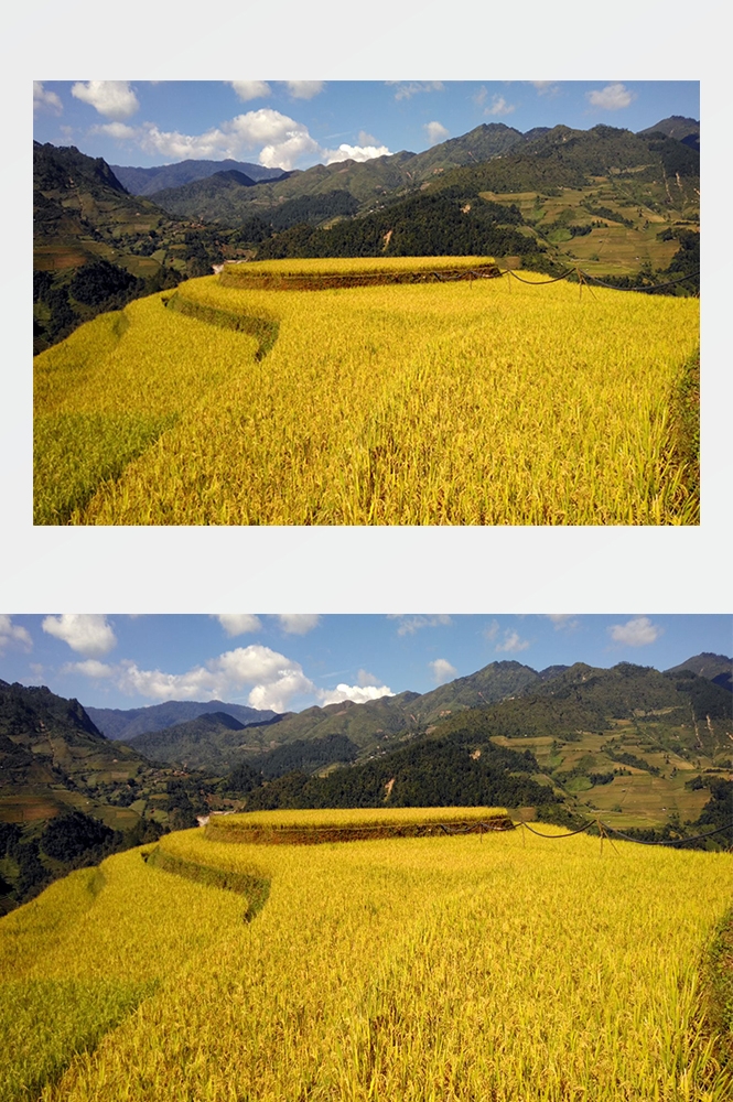 高清自然风景摄影图片稻田稻穗水稻田园风光设计素材