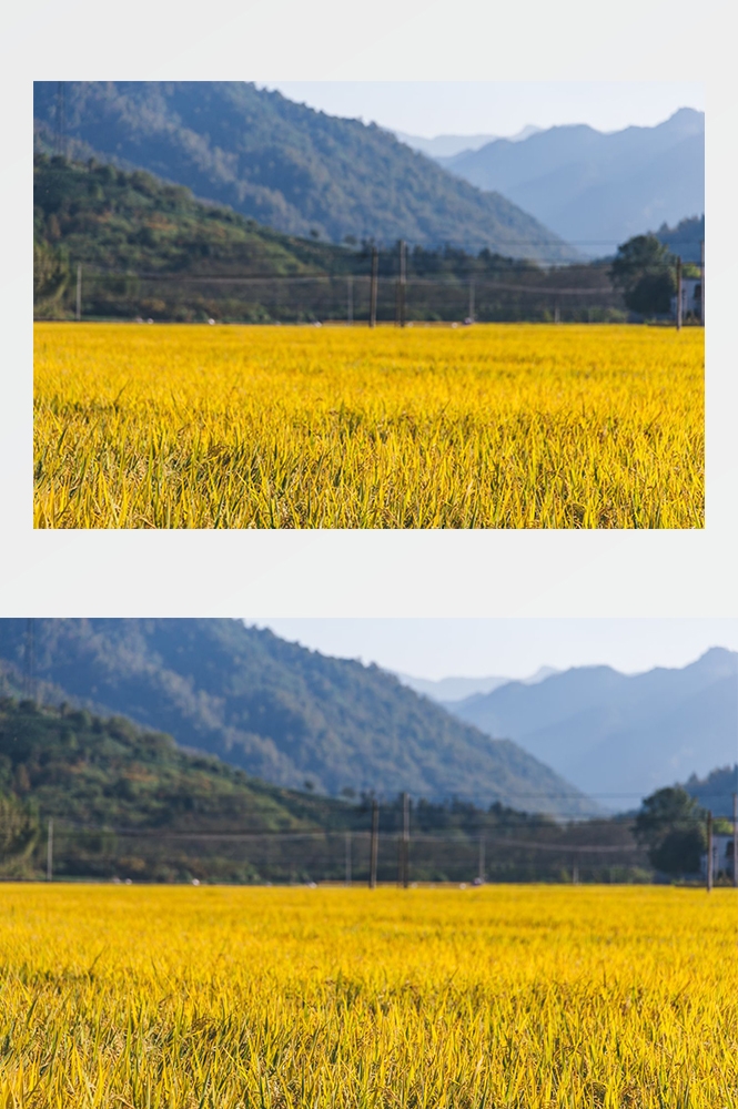 高清自然风景摄影图片稻田稻穗水稻田园风光设计素材 (141)