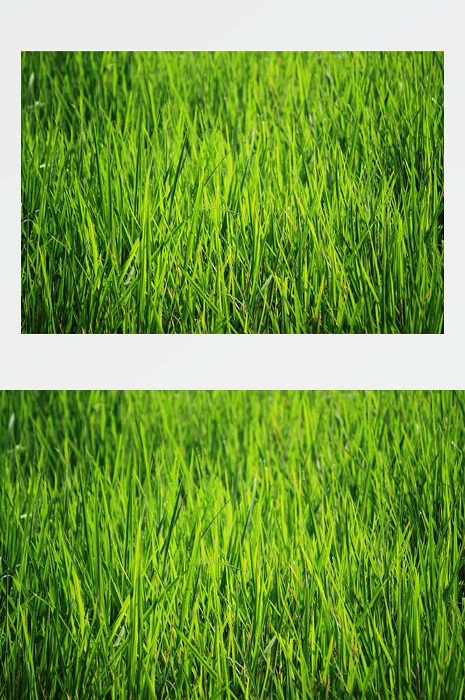 高清自然风景摄影图片稻田稻穗水稻田园风光设计素材