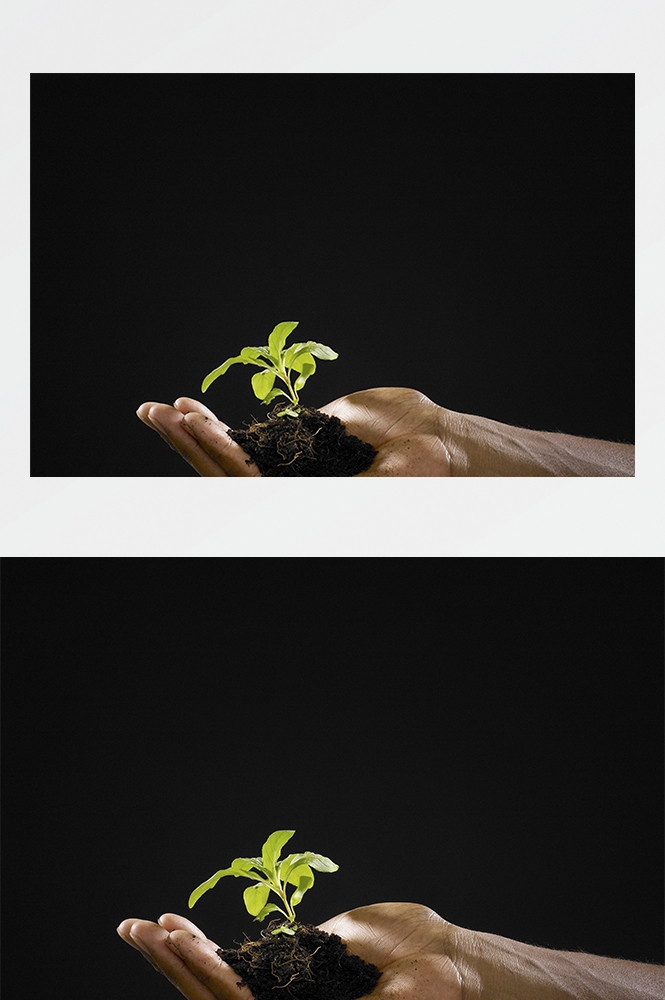 高清自然风景JPG图片幼苗嫩芽嫩叶树苗植物成长