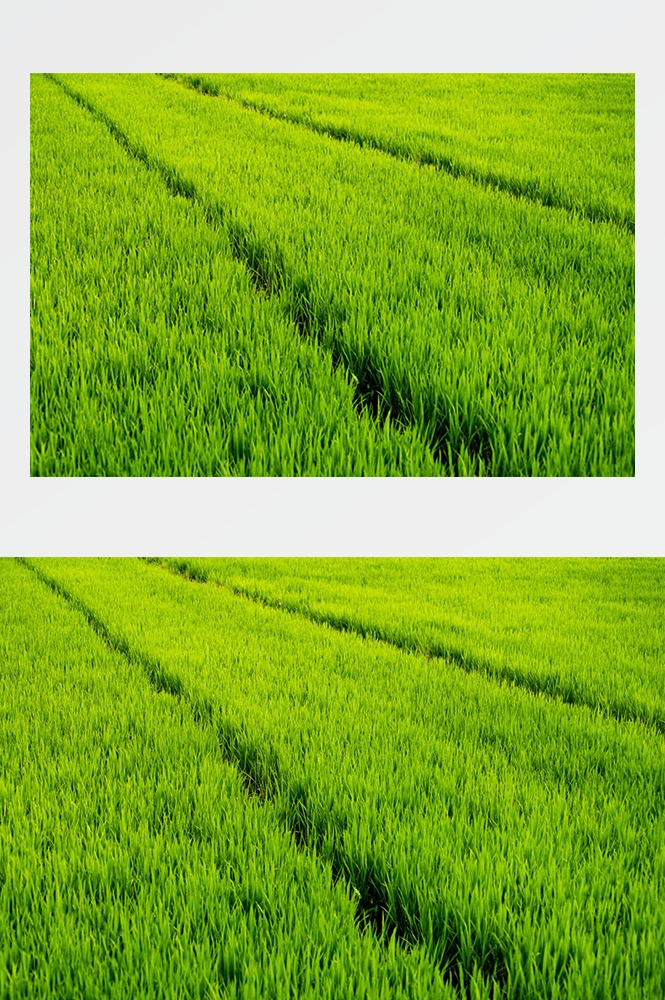 高清自然风景摄影图片稻田稻穗水稻田园风光设计素材
