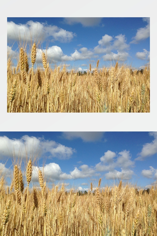 乡村田野风光高清图片 (290)