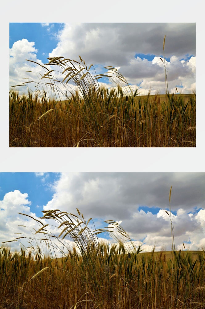 乡村田野风光高清图片 (299)