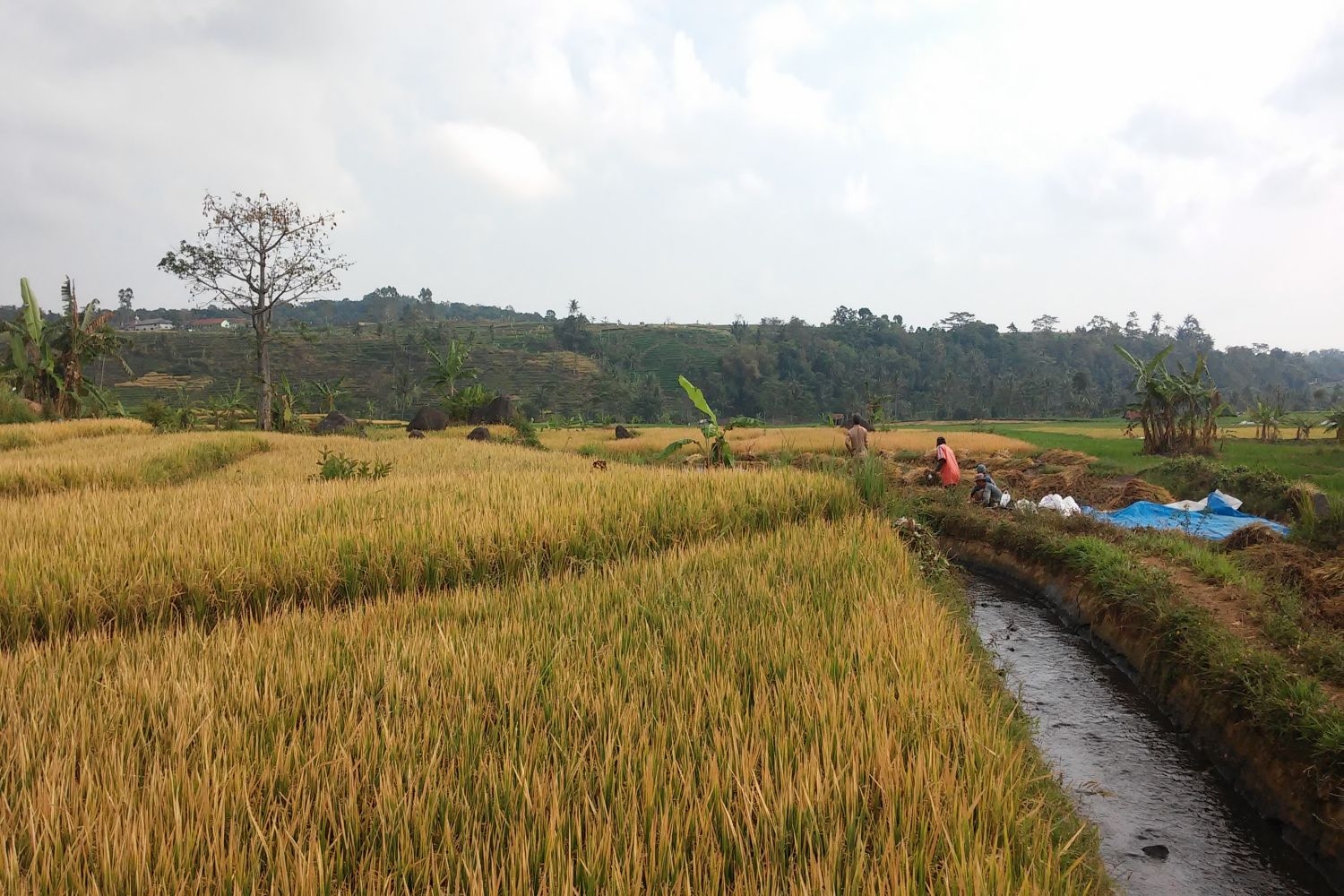 高清自然风景摄影图片稻田稻穗水稻田园风光设计素材 (70)