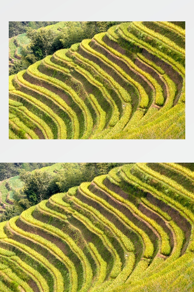 高清自然风景摄影图片稻田稻穗水稻田园风光设计素材