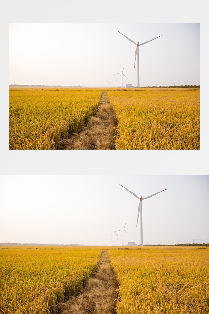 高清自然风景摄影图片稻田稻穗水稻田园风光设计素材